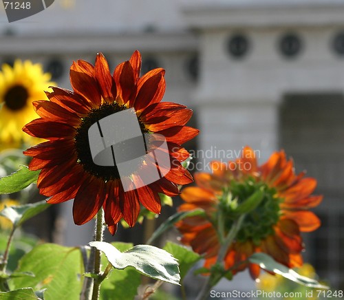 Image of Backlight sunflowers