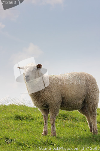 Image of sheep on pasture