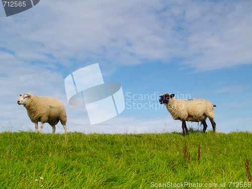 Image of sheep on pasture