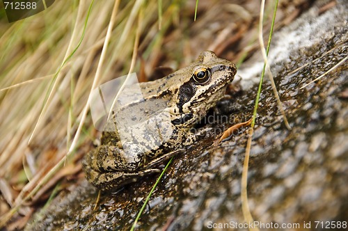 Image of Wet frog on a stone
