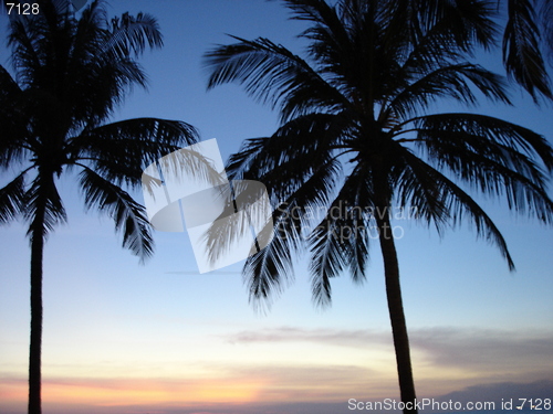 Image of Palm Trees At Sunset In Thailand