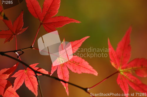 Image of Japanese maple
