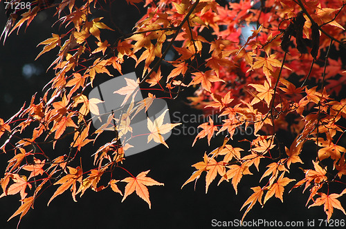 Image of Japanese maple