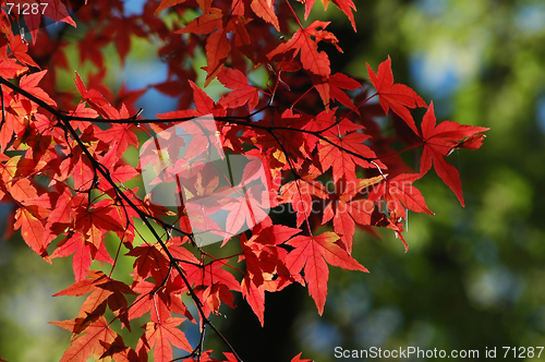 Image of Japanese maple