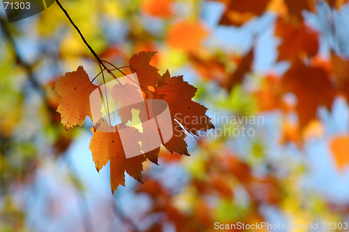 Image of Maple leaves