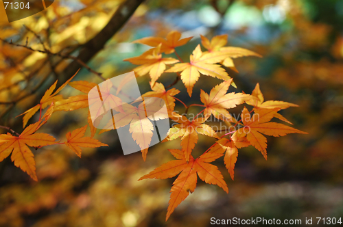 Image of Japanese maple