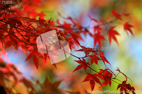 Image of Japanese maple