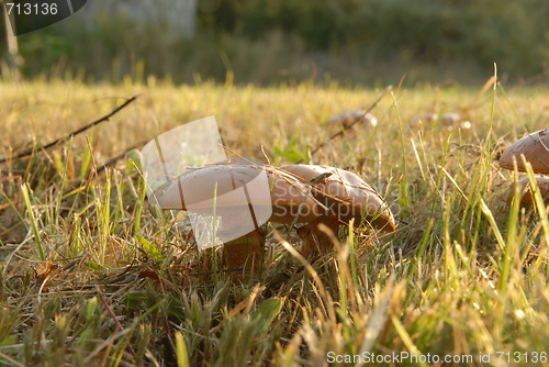 Image of mushroom