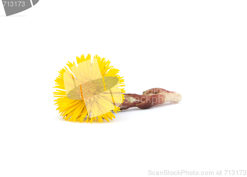 Image of Coltsfoot isolated on white