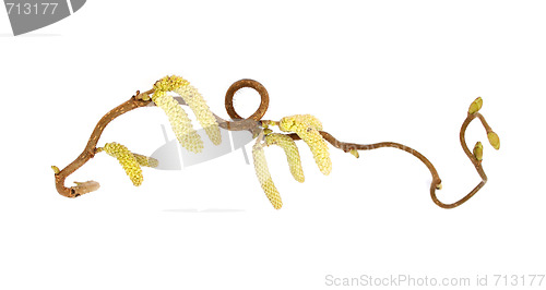 Image of Catkins of corkscrew hazel