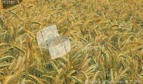 Image of Cereals field
