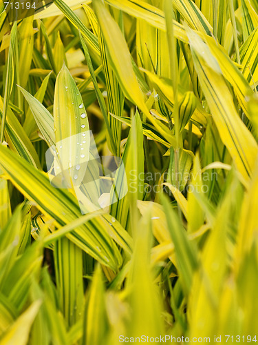 Image of Rain drops on leaves