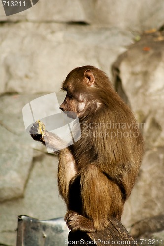 Image of Baboon