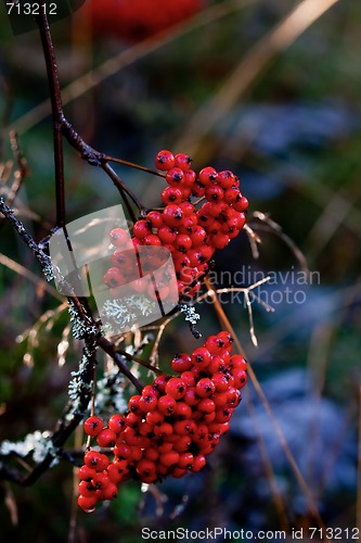 Image of rowanberries