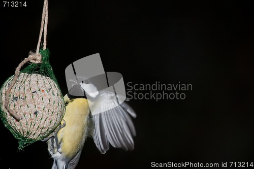 Image of Great tit