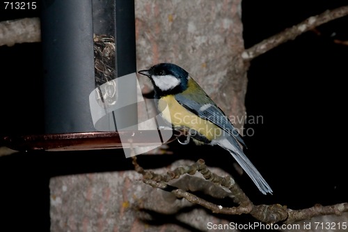 Image of Eating great tit