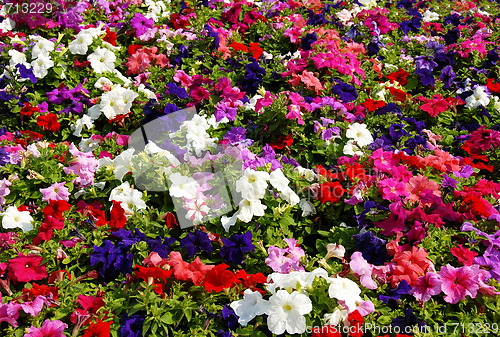 Image of Petunia flower field