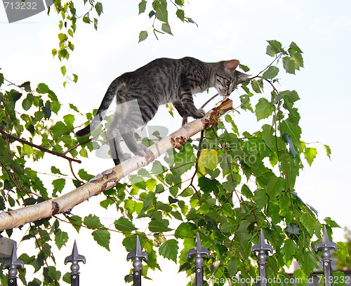 Image of Gray cats on thin cut birch branch