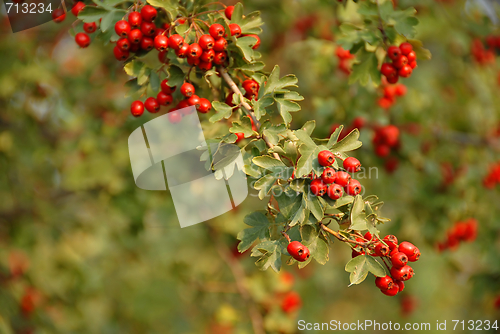 Image of Hawthorn branch