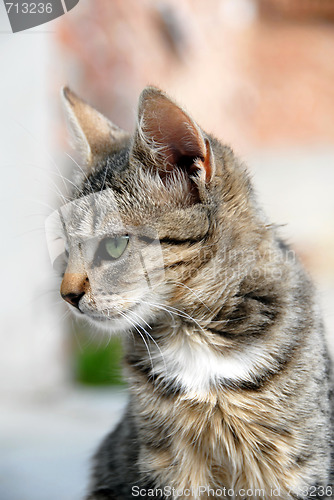 Image of Young mixed-bread cat portrait