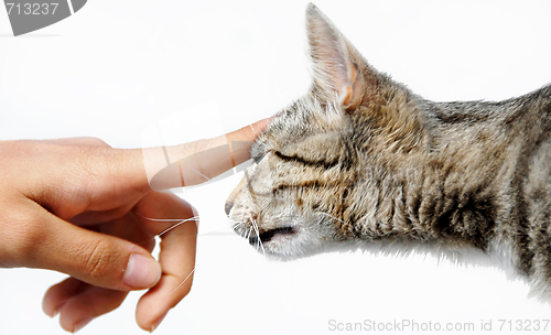 Image of Young mixed-bread cat human hand