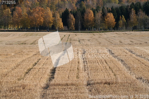 Image of Corn field in the fall