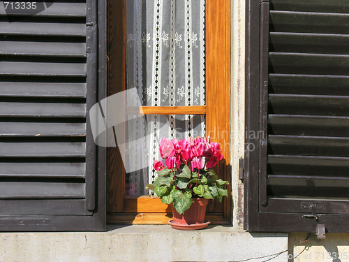 Image of Flowers at the Window, Siena, Tuscany, Italy