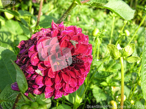 Image of Flower in Odense, Denmark, August 2006