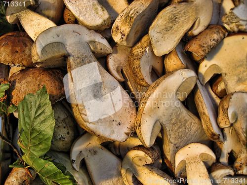 Image of Sliced Boletus, Italy