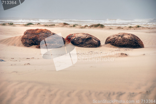 Image of South Padre Island Beach, Texas