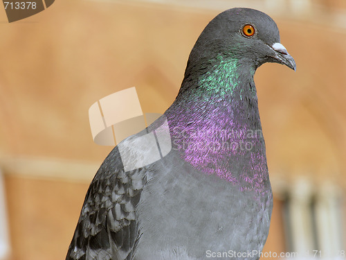 Image of Pigeon in Siena, Tuscany, Italy