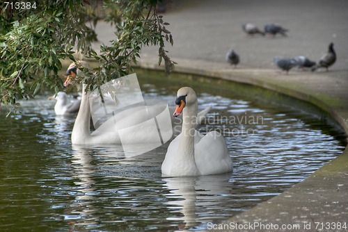 Image of Swan in a Dublin Park, Ireland, 2009