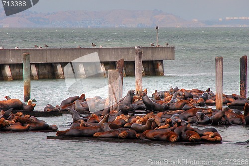 Image of Seals in San Francisco Port, August 2003