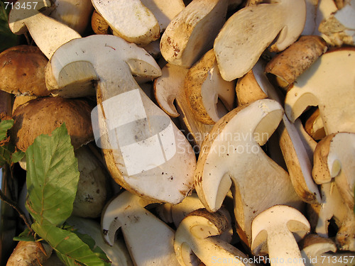 Image of Sliced Boletus, Italy