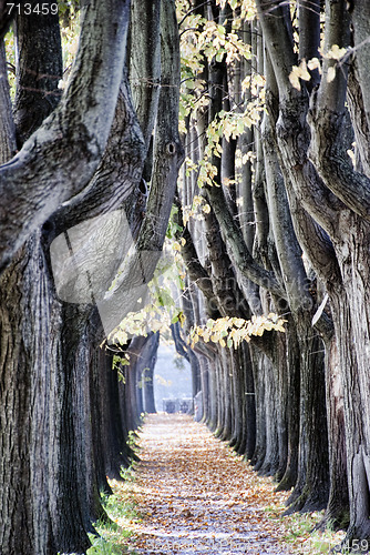 Image of Tree Alley in Lucca, Italy