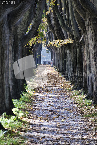 Image of Tree Alley in Lucca, Italy