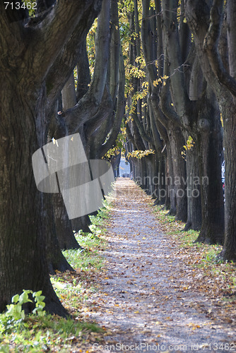 Image of Tree Alley in Lucca, Italy