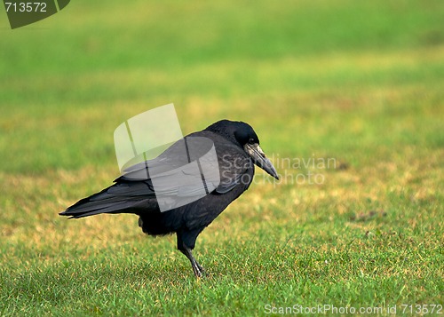 Image of Crow