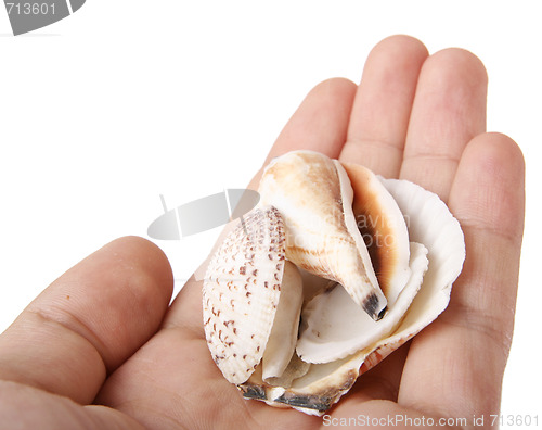 Image of Shells in a man hand.