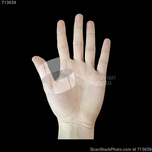 Image of Palm