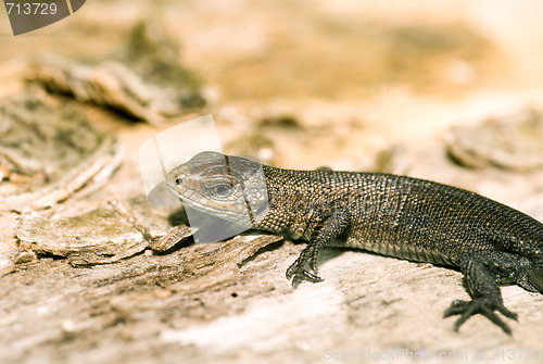 Image of Small baby lizard