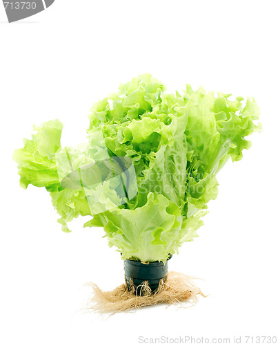 Image of Fresh lettuce