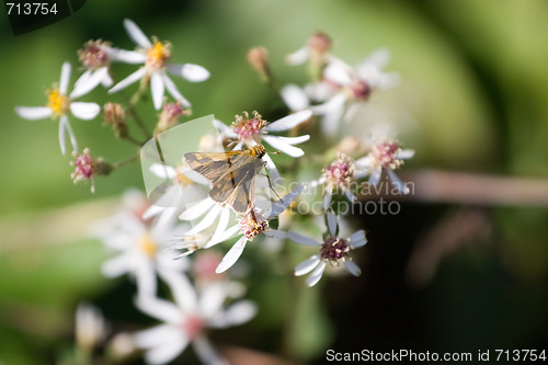 Image of Butterfly On Flowers