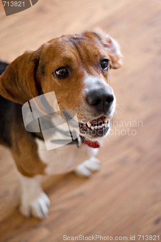 Image of Purebred Beagle Dog