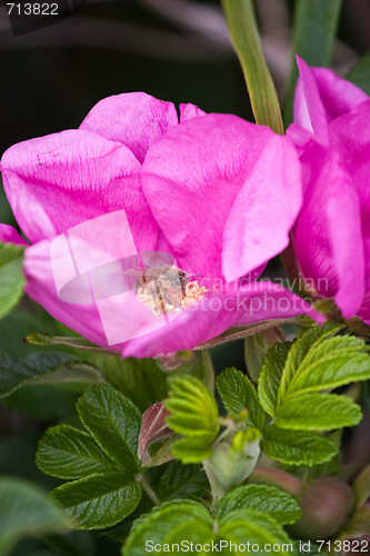 Image of Rugosa Rose