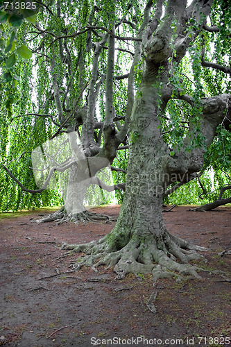 Image of Very Old Trees