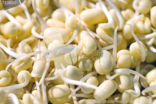 Image of Mung bean sprouts