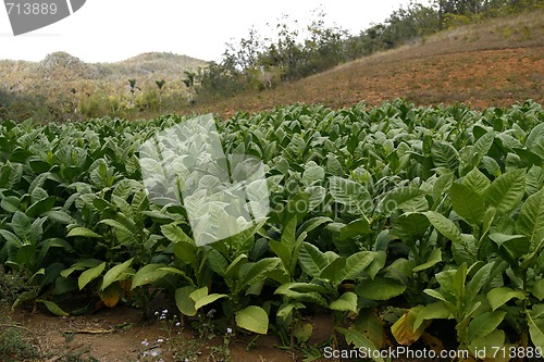 Image of Tobacco field in a Vinales countryside in Cuba