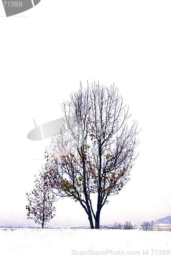 Image of Trees under the Clouds