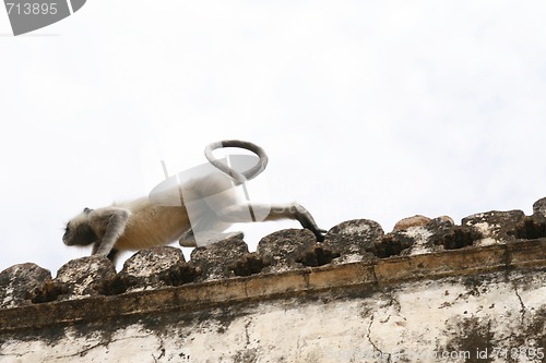 Image of Hanuman langur (Semnopithecus entellus) monkeys in an abandoned 